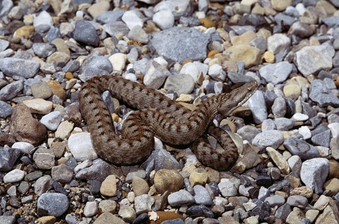 Asp Viper Snake