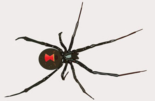 Black Widow Spider in Spain