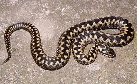 Den Adder Snake Spain