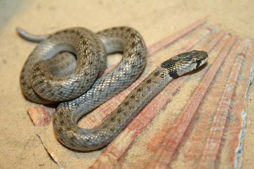 False Smooth Snake Spain