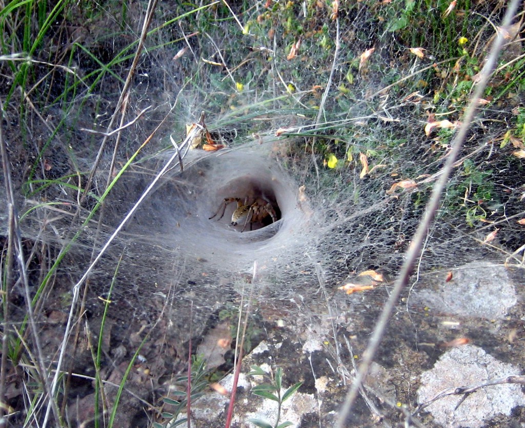 Mediterranean Funnel Web Spider Spain