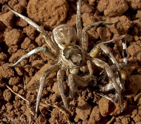 Mediterranean Spider in Spain
