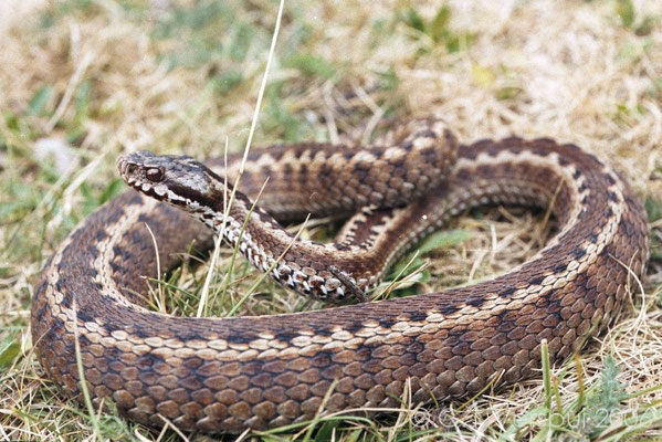 Seoanes Viper Snake Spain