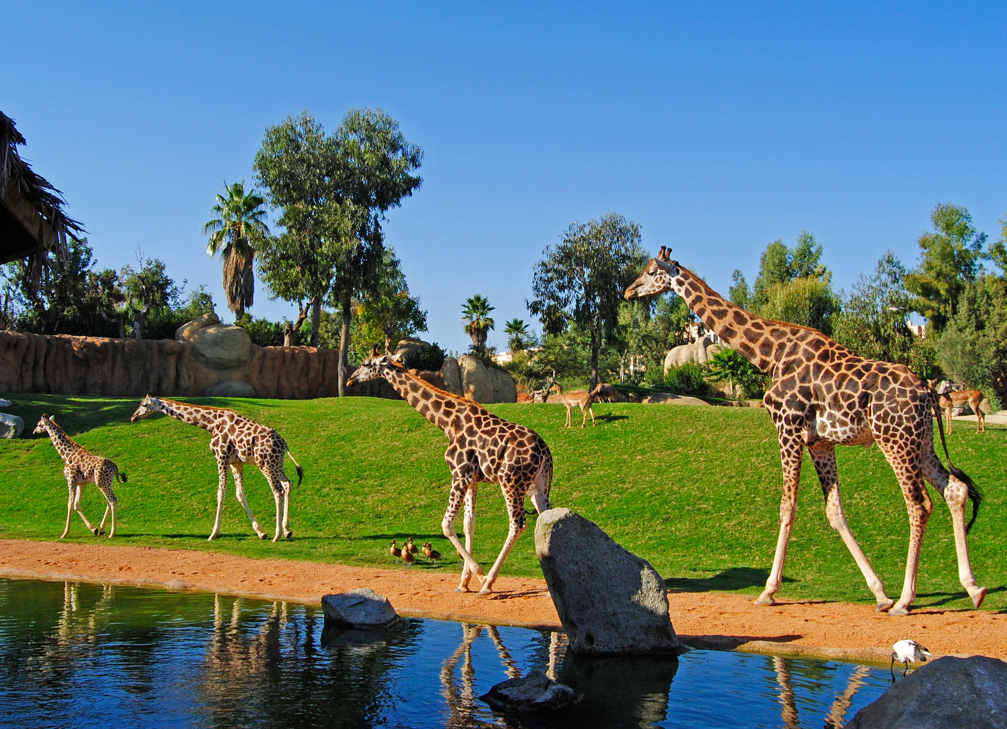 Bioparc, Valencia